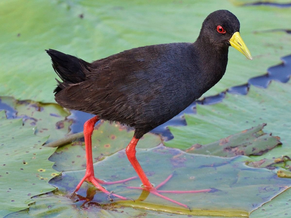 Black Crake